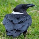 image of bird
