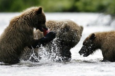 image of brown_bear