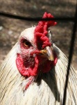 image of cock