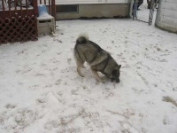 image of norwegian_elkhound