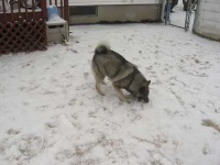 image of norwegian_elkhound #24