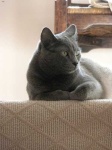 image of animal