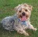 image of yorkshire_terrier