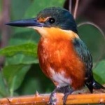 image of bird
