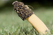 image of stinkhorn