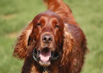 image of irish_setter #17