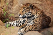 image of jaguar_car