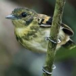 image of bird