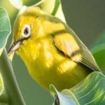 image of malagasy_white_eye