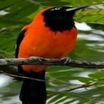 image of bird