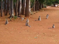 image of madagascar_cat
