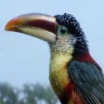 image of bird