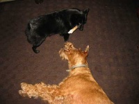 image of schipperke