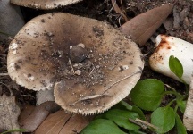 image of mushrooms