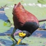 image of bird