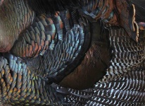 image of animal