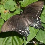 image of animal