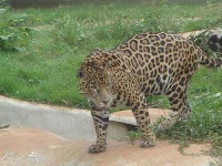 image of jaguar_car
