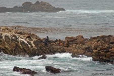 image of sea_lion