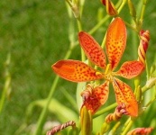 image of flower