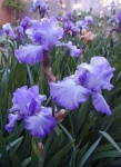 image of bearded_iris #39