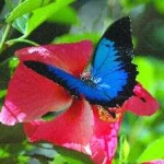 image of animal