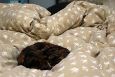 image of quilt