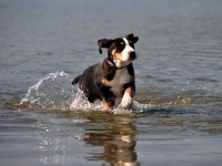 image of greater_swiss_mountain_dog