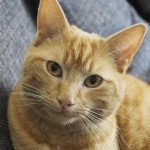 image of animal