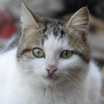 image of animal