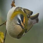 image of bird