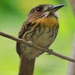 image of bird