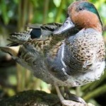 image of bird