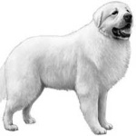 image of animal