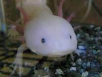 image of axolotl