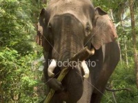 image of tusker #33