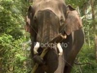 image of tusker