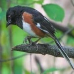 image of bird