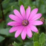 image of flower