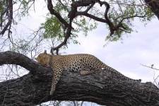 image of leopard