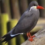 image of bird
