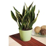 image of house_plant