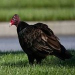 image of bird