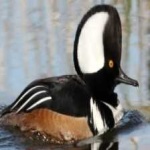 image of bird