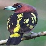 image of banded_broadbill #8