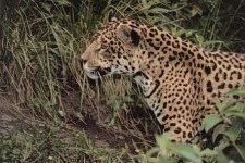 image of jaguar_car