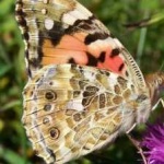 image of painted_butterfly #1