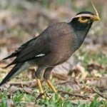 image of bird