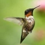 image of bird