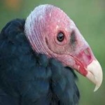 image of bird